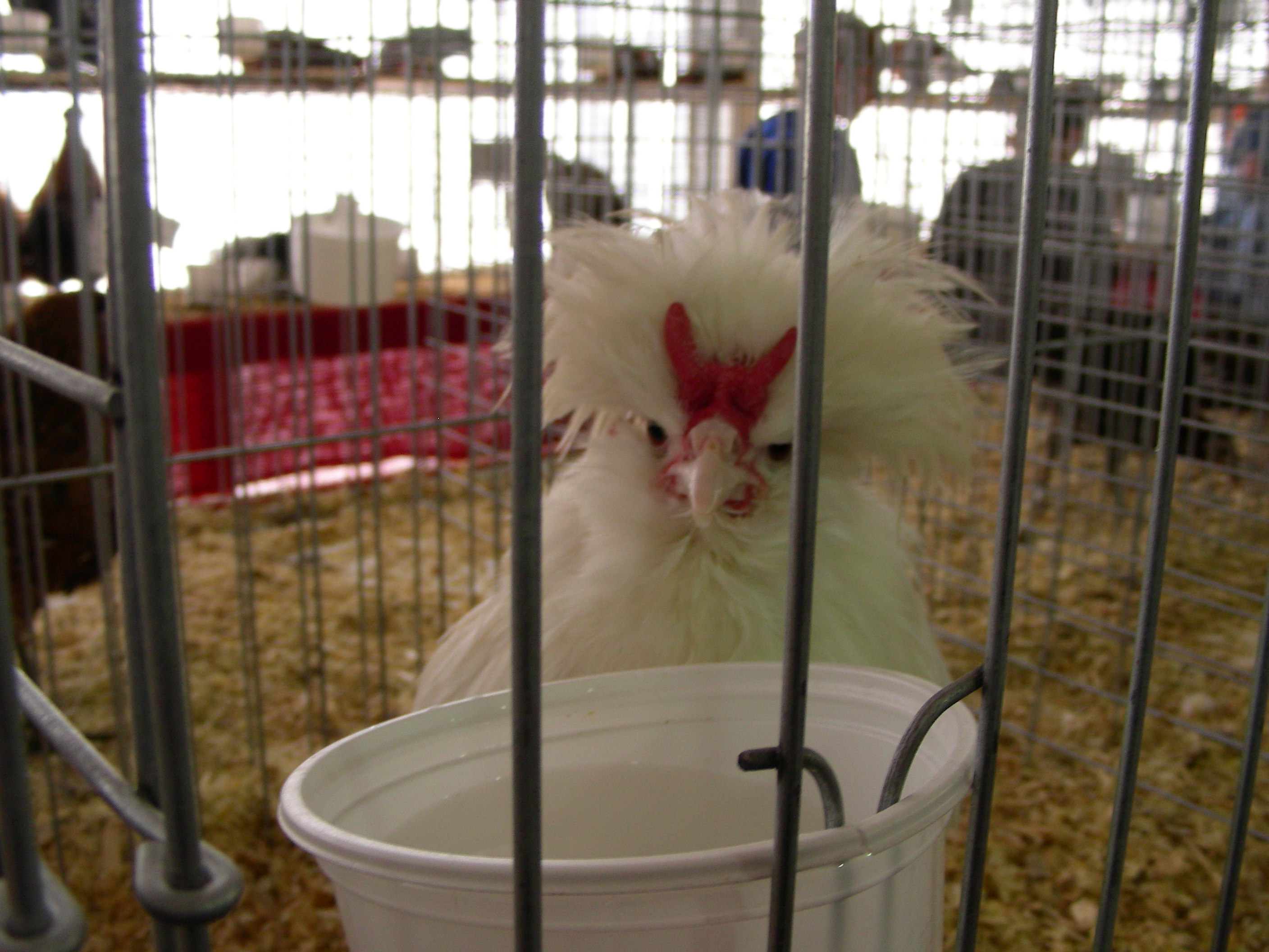 ./2008/State Fair/State Fair 1019080022.JPG